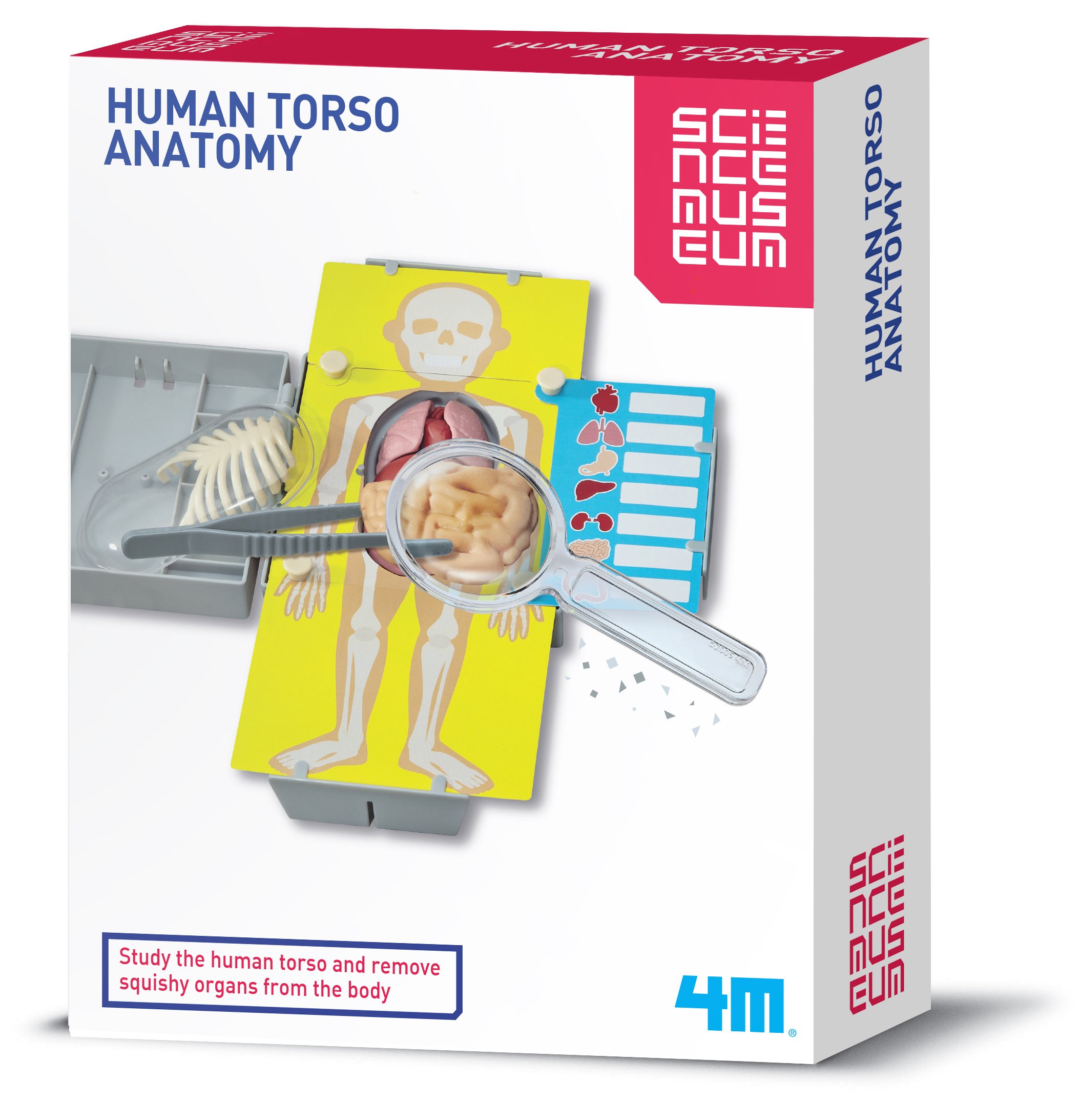 4M M Sm Sm Human Hair Torso Anatomy Science Kit