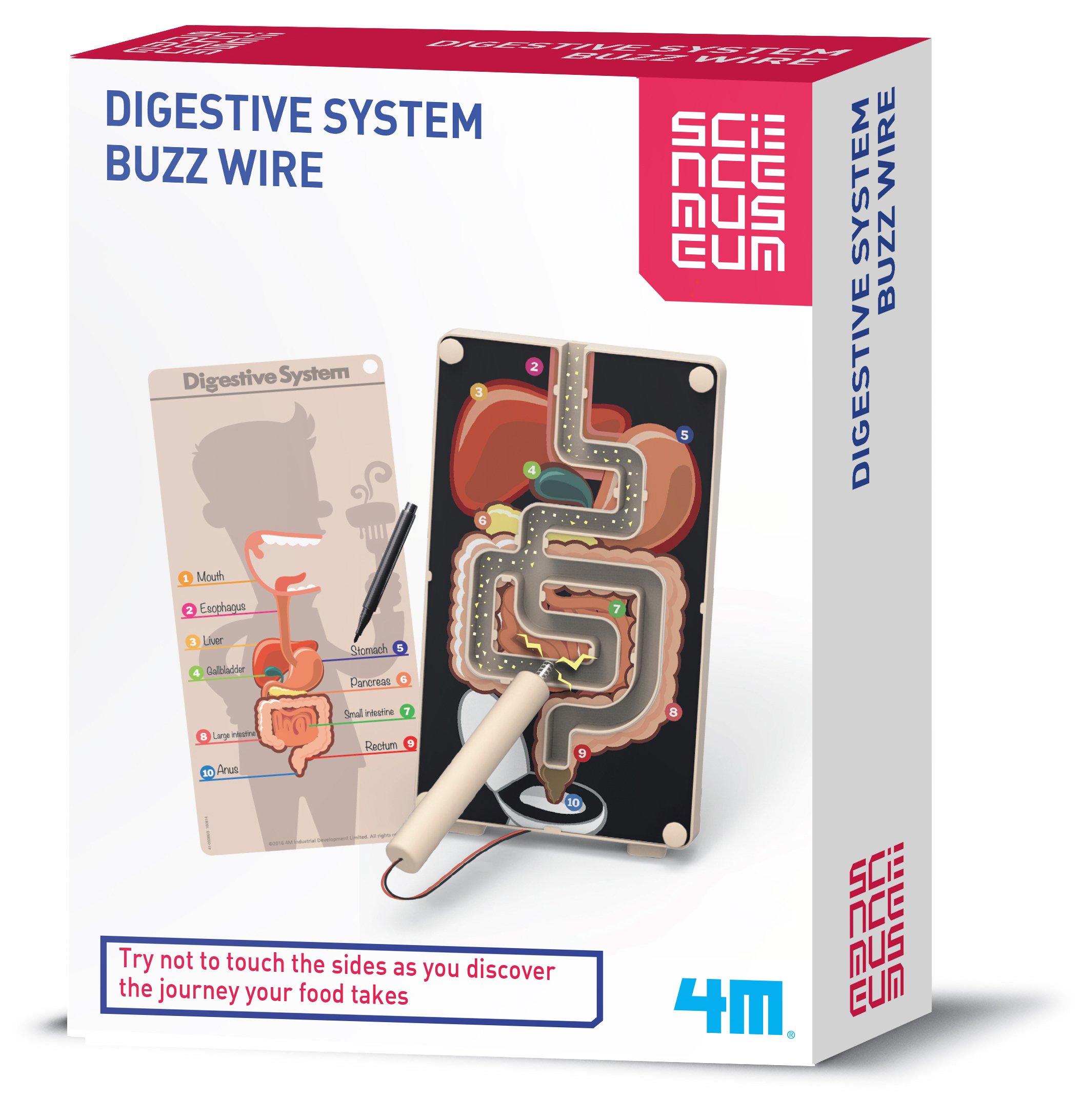 M Sm Sm Digestive System Buzz Wire
