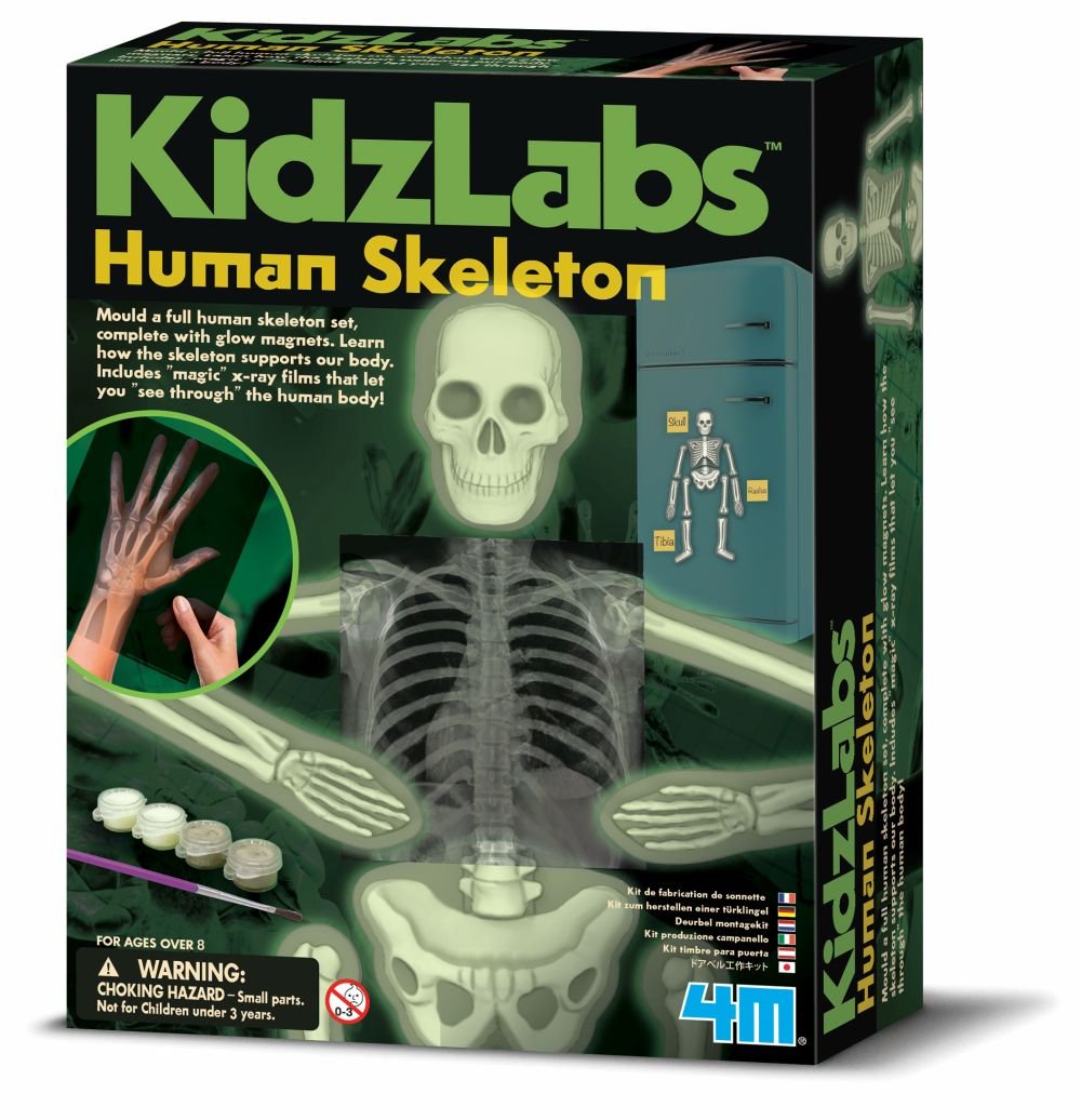 4M M Kidz Labs Human Skeleton Play Toy Set