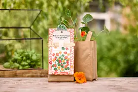 Mini garden, nasturtium, 1 piece