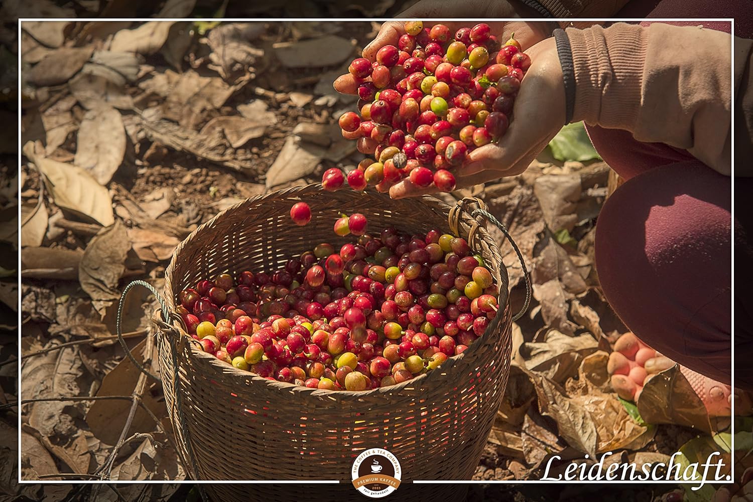Coffee Specialty from Africa - Tanzania, The Land of Kilimanjaro (500 g, Ground) - Country Coffee - Top Coffee - Low Acid - Gentle and Freshly Roasted