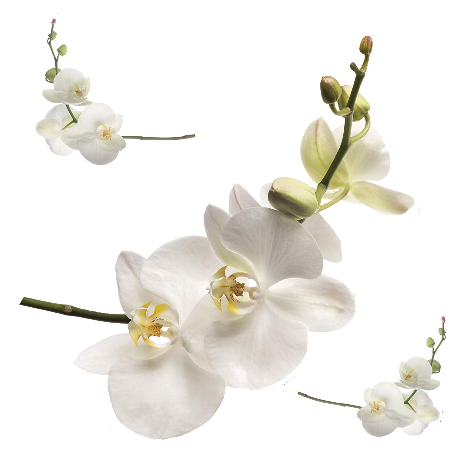 Roommates Repositionable Wall Stickers - Orchid
