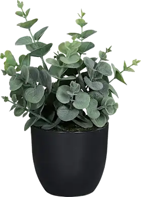 Eucalyptus with black pot (20 cm), 1 piece