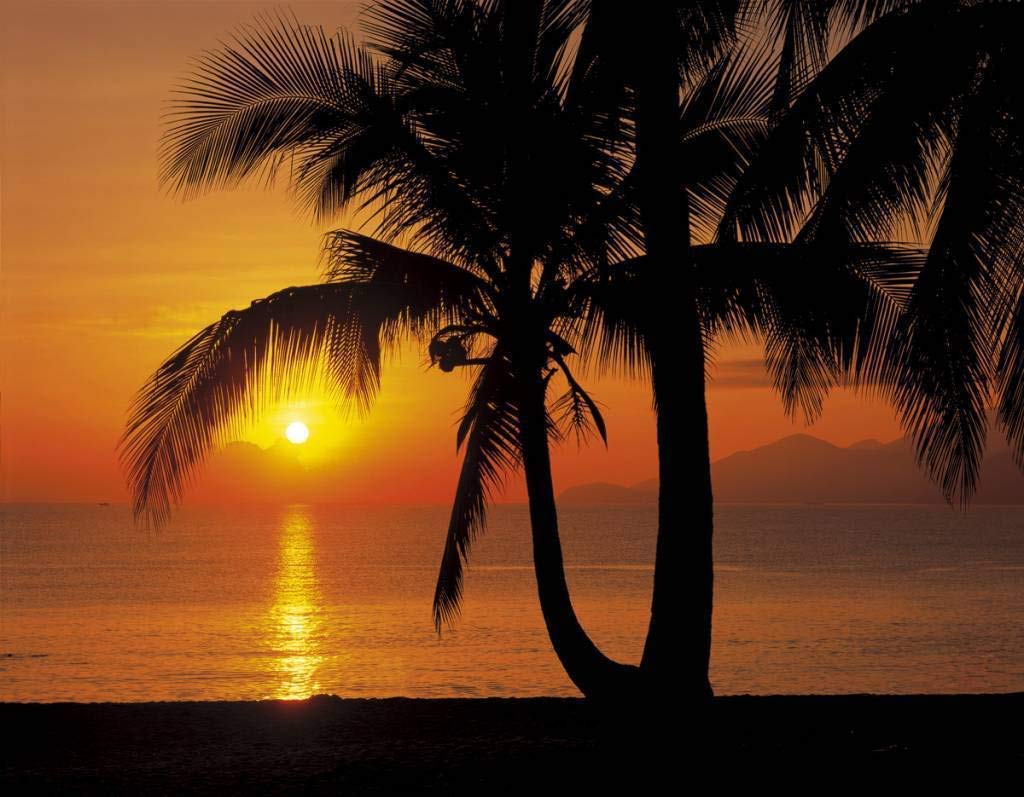 Komar Photo Wallpaper Palmy Beach Sunrise (8 Pieces)