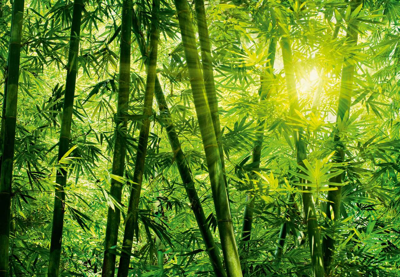 A.S. Creation As Mural Bamboo Forest Designwalls 2 Dd118860