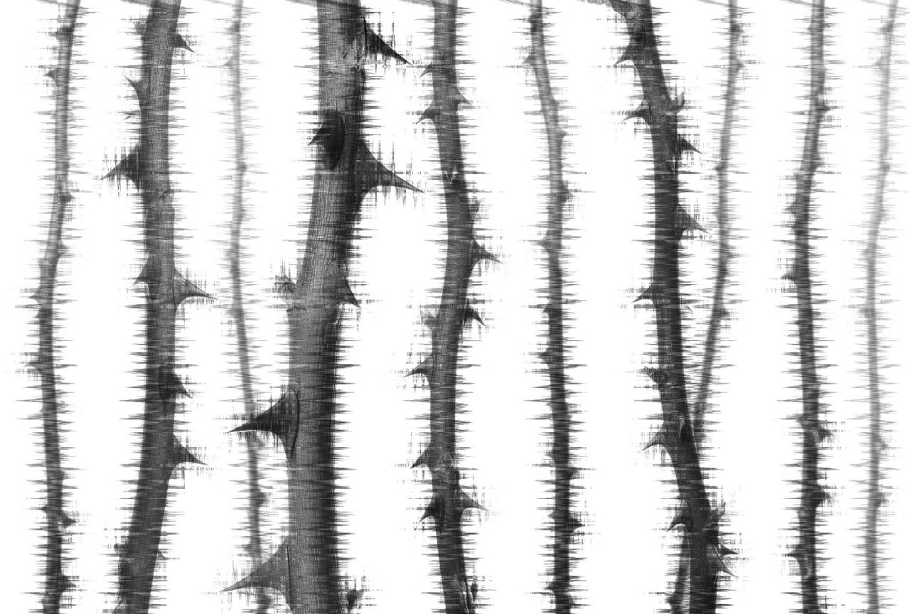 A.S. Creation As Photo Wallpaper Blurred Thorns Atelier 47 Dd117870