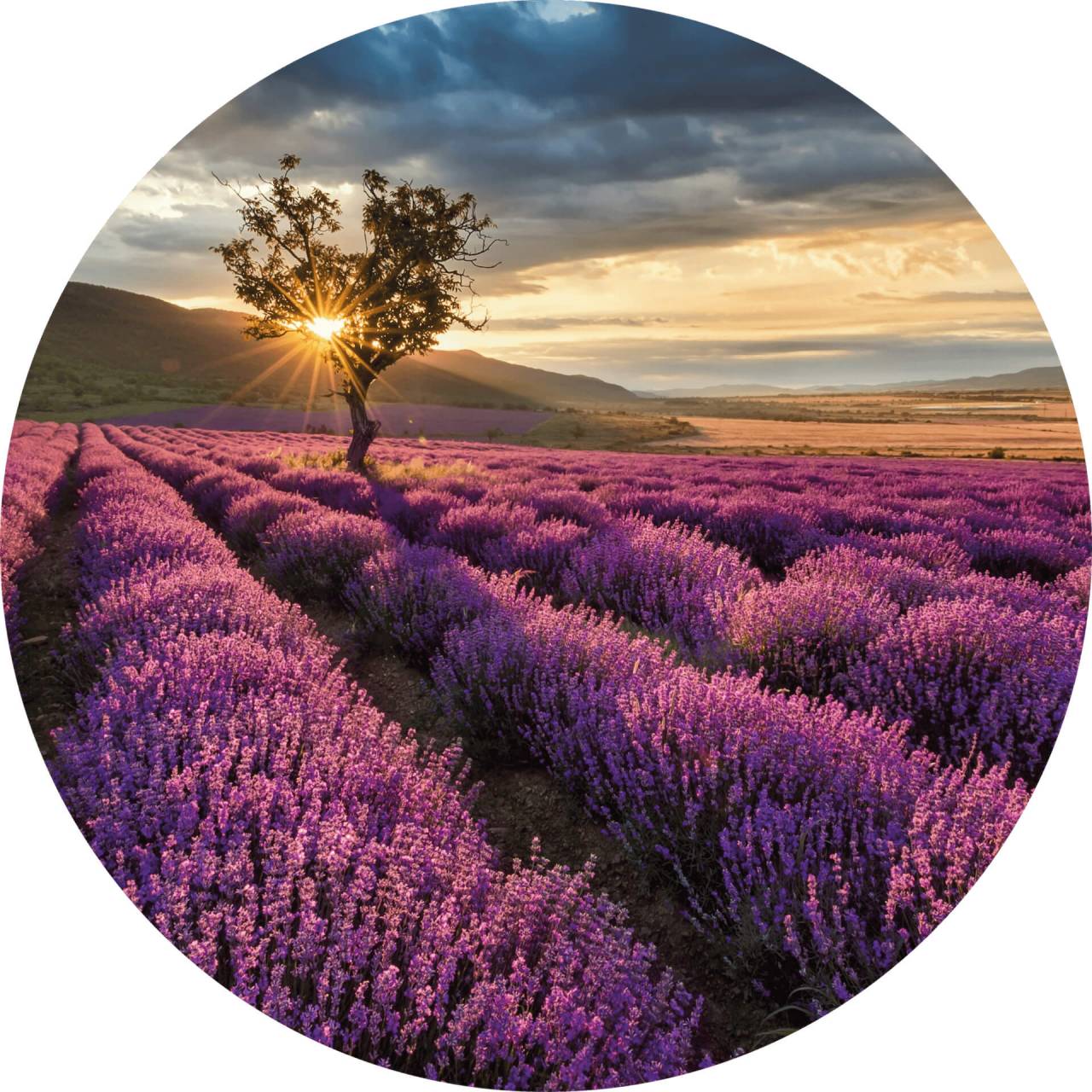 A.S. Creation As Photo Wallpaper Lavender In The Provence, The Design Of Walls 2 Dd11919