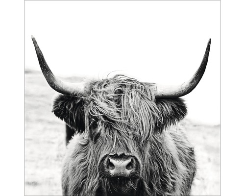 Glass picture Highland Cattle ll 80x80 cm GLA2151