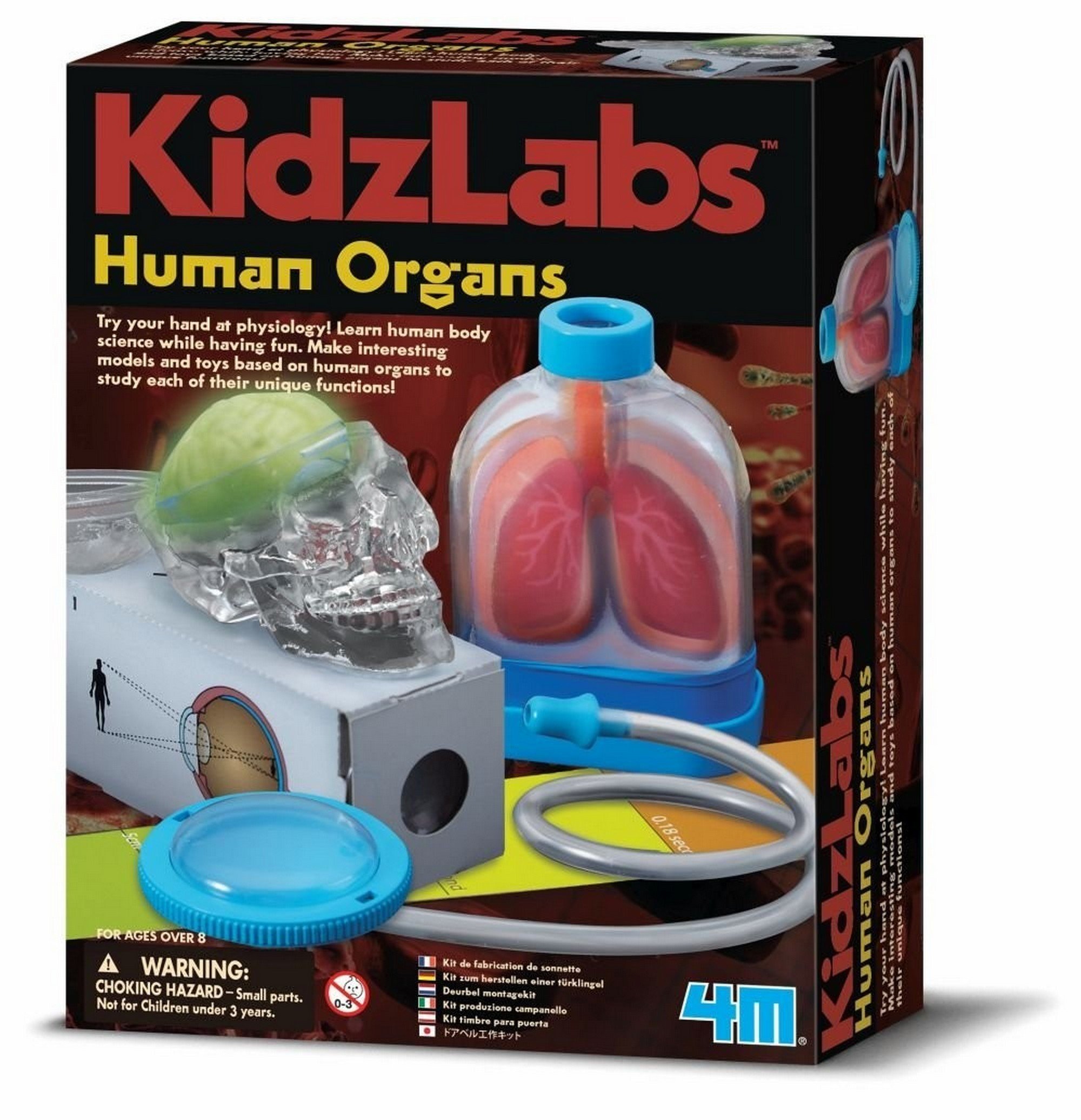 4M Human Organ Toy