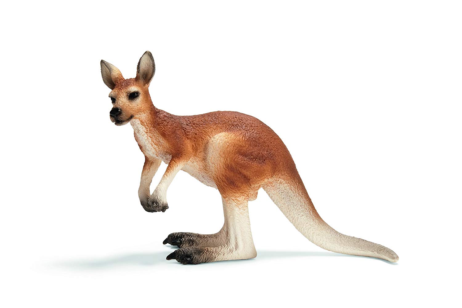 Kangaroo - Male
