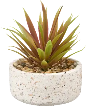Succulent in terrazzo pot, 1 pc