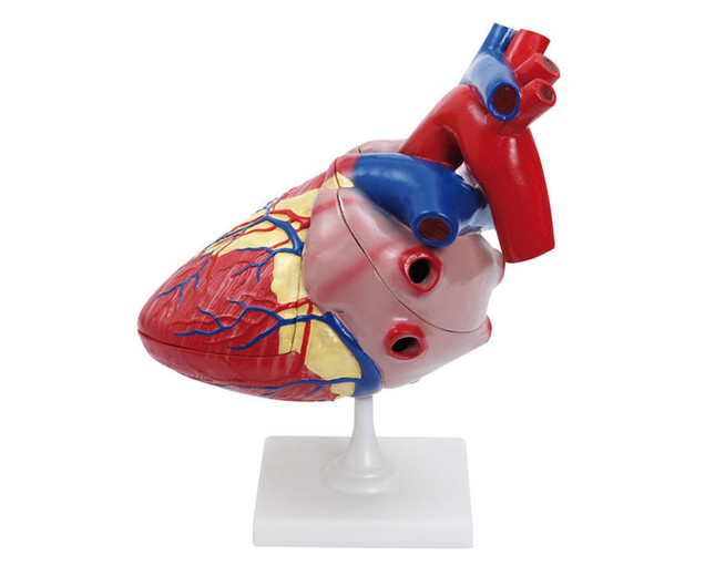 Betzold Heart Modell Big