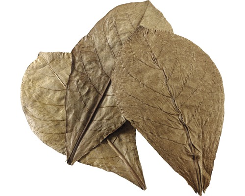 Nano sea almond tree leaves HOBBY Catappa Leaves 12 pieces