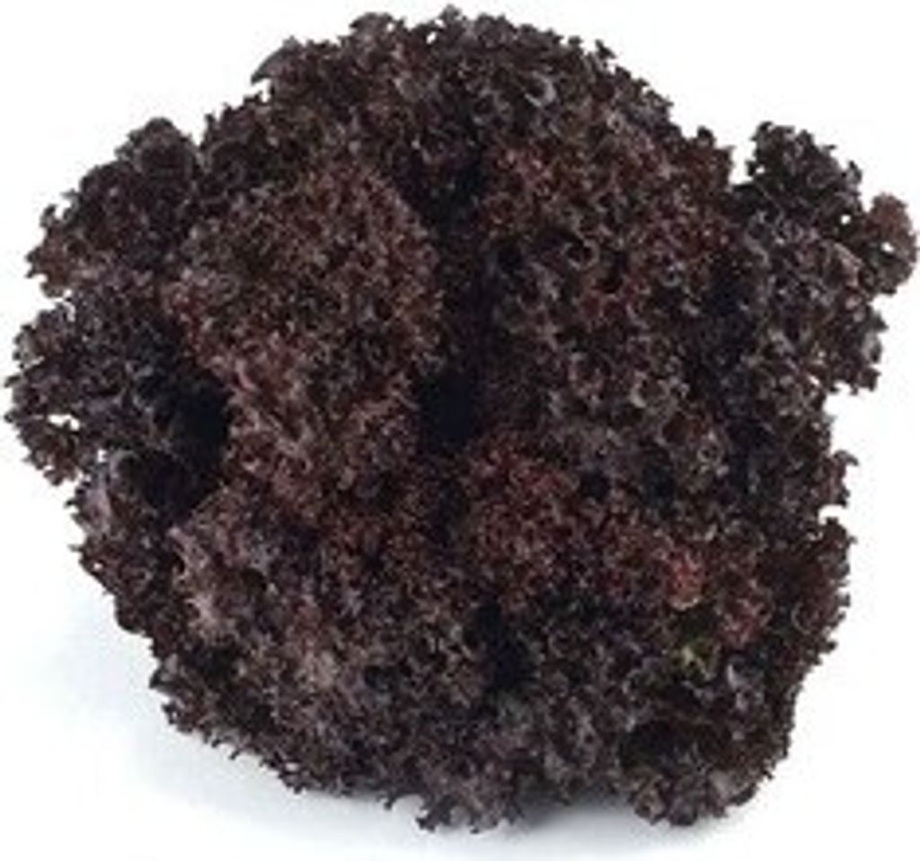Salad Lollo Rosso Class I Polishing 1Pc