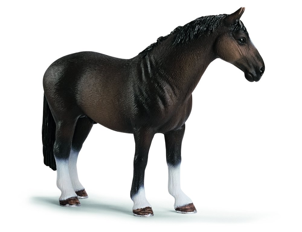 Hanoverian Stallion