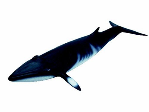 Schleich Minke Whale 1:32 Scale (25Cm)