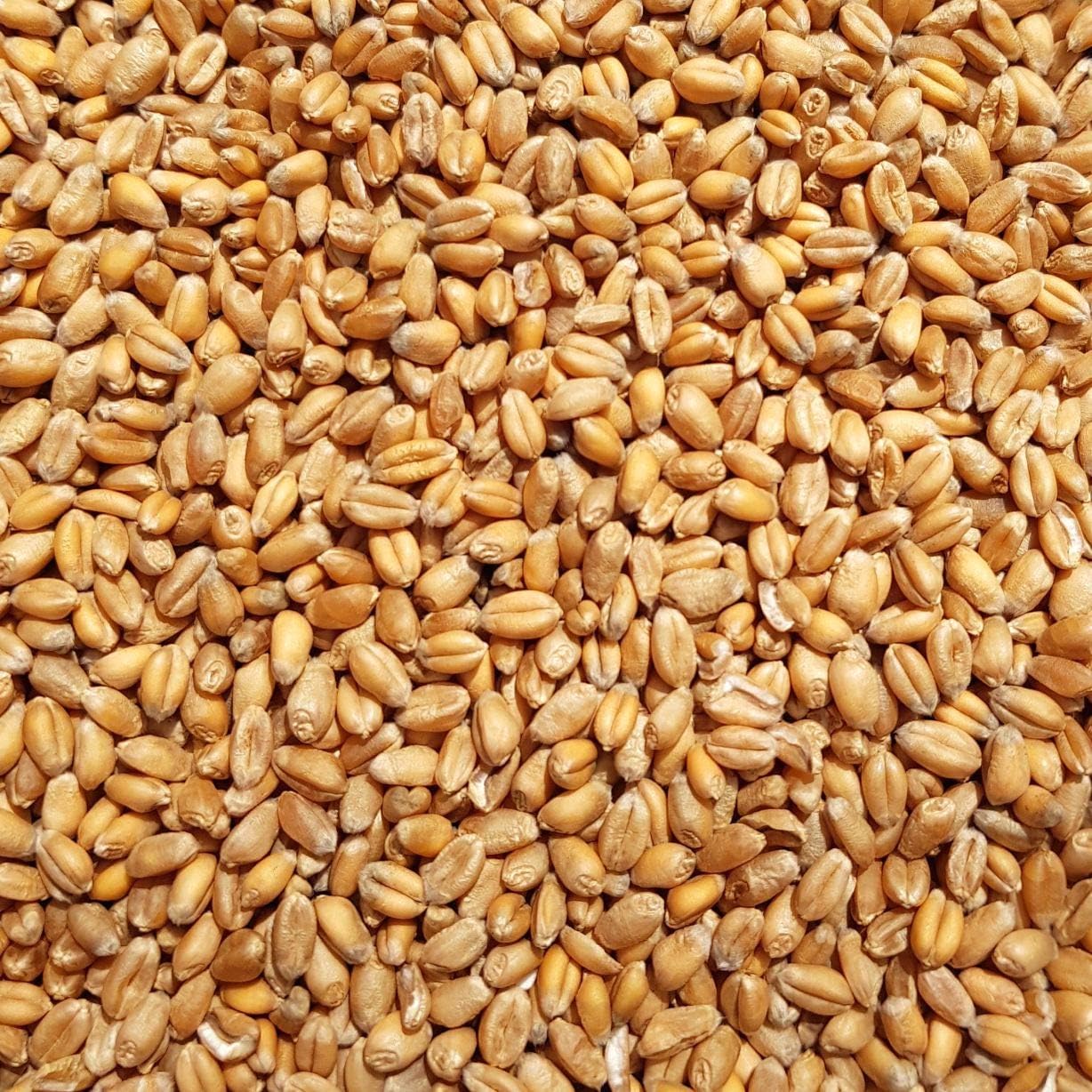 SUPRAVIT Wheat feed wheat, 5 kg, from regional agriculture, ideal feed for pigeons, birds, rodents and poultry